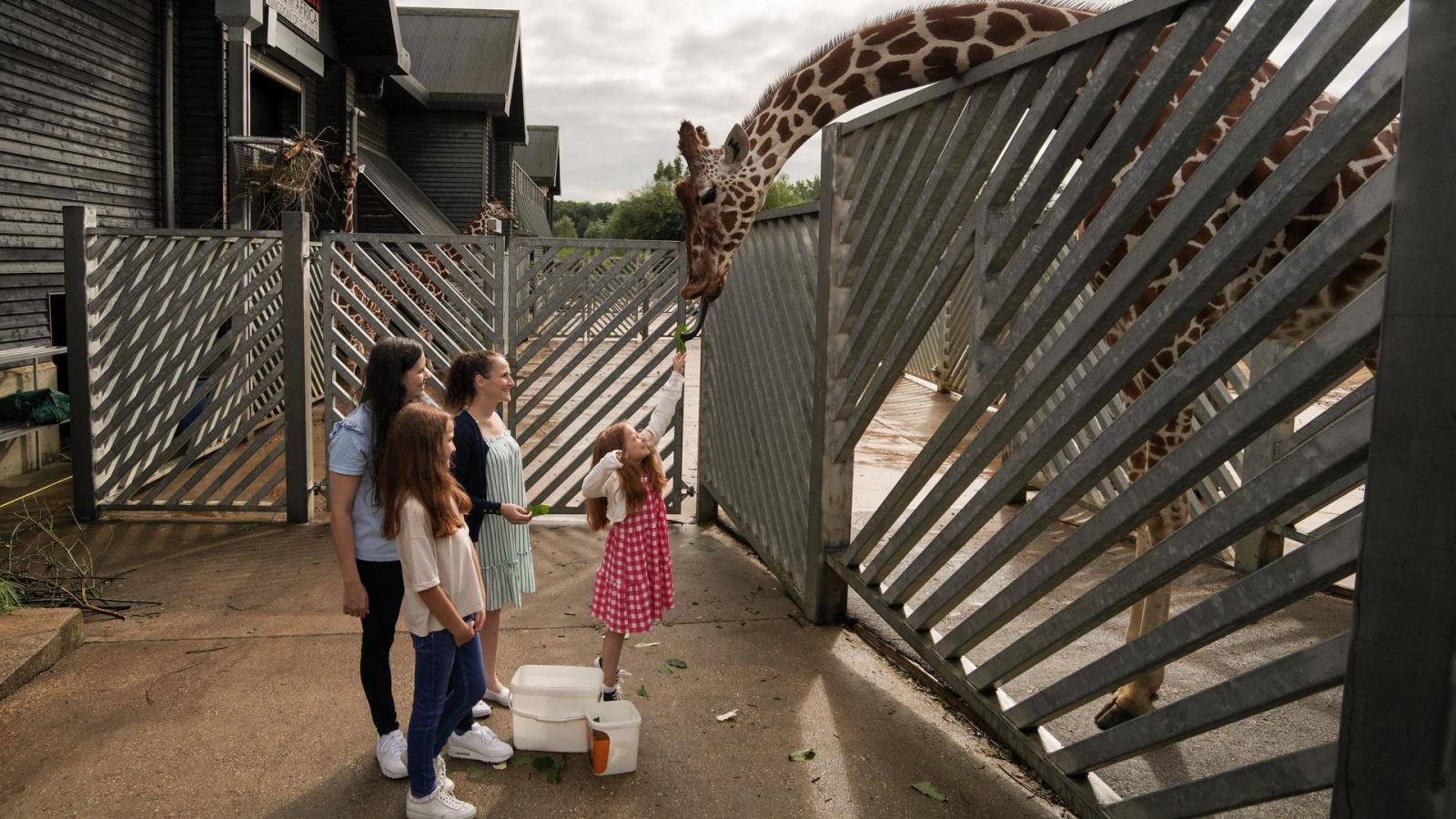 Giraffe feeding at Colchester Zoo